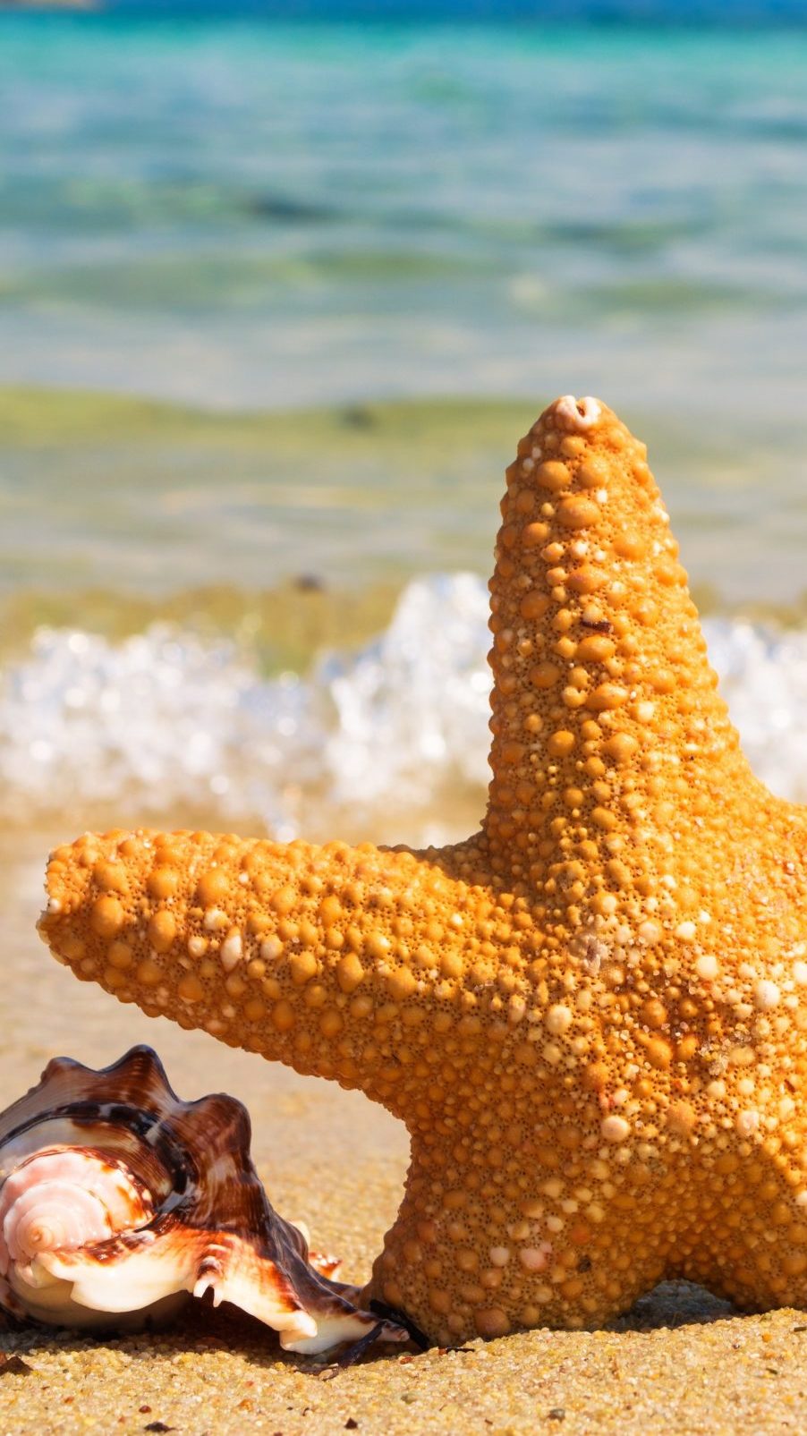 animal-beach-coast-414105-vert
