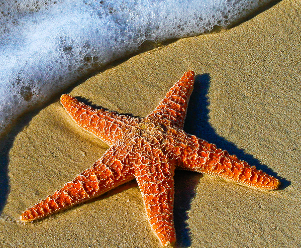 starfish-600